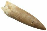 Fossil Plesiosaur (Zarafasaura) Tooth - Morocco #249603-1